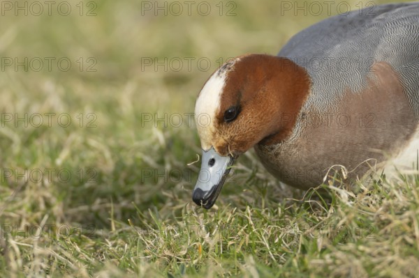 Eurasian wigeon (Mareca penelope) duck adult male bird feeding on grassland, England, United Kingdom, Europe