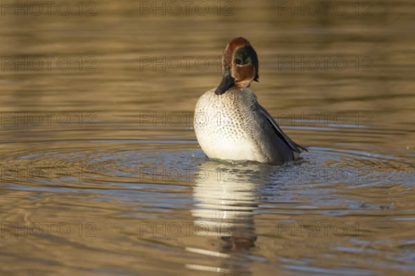 Common teal (Anas crecca) adult male bird displaying in a lake, England, United Kingdom, Europe
