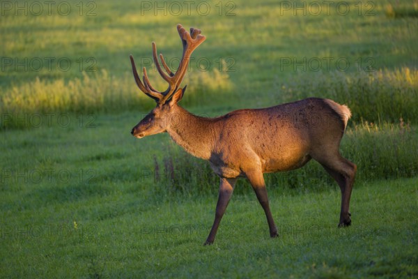 An Altai maral stag, Altai wapiti or Altai elk (Cervus canadensis sibiricus) stands in a meadow in the first light of the day