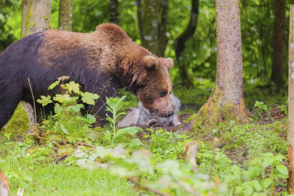 A Eurasian brown bear (Ursus arctos arctos) encounters a European gray wolf (Canis lupus lupus) in a forest