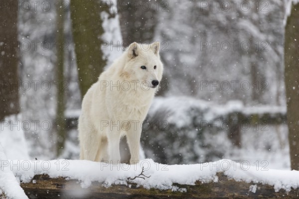 Melville Island wolf (Arctic wolf) standing in snow covered forest, snow falling