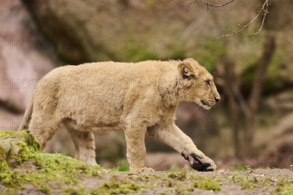 Asiatic lion (Panthera leo persica) cub walking on the ground, captive