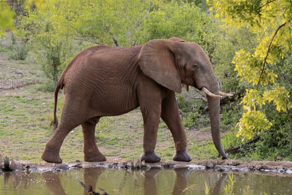 African elephant (Loxodonta africana), adult, male, bull, at the water, Kruger National Park, Kruger National Park, South Africa, Africa