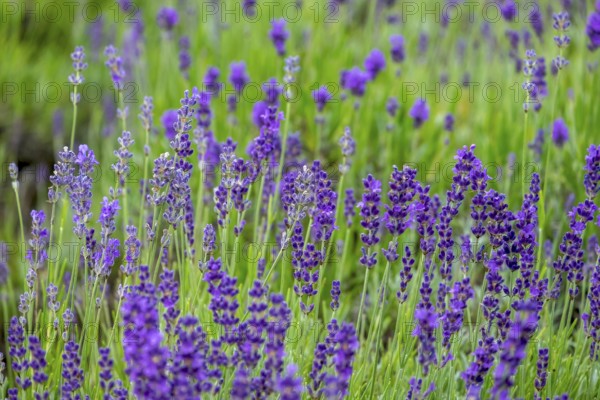 Lavender in bloom, North Rhine-Westphalia, Germany, Europe