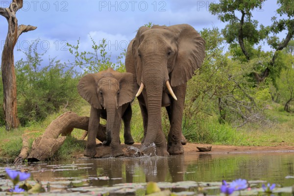 African elephant (Loxodonta africana), juvenile, mother, adult, female, mother with juvenile, at the water, drinking, Kruger National Park, Kruger National Park, South Africa, Africa