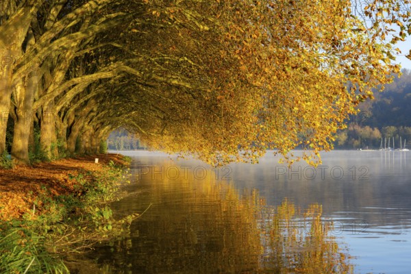 Autumn colours on the Platanen Allee, Hardenberg Ufer, lakeside path on Lake Baldeney, near Haus Scheppen, in Essen, North Rhine-Westphalia, Germany, Europe