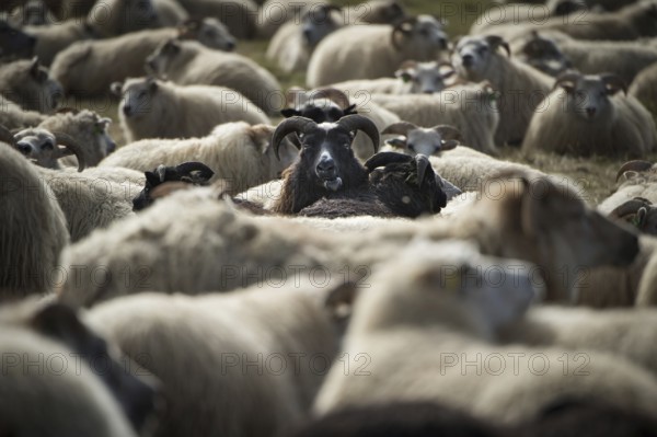 Sheep (Ovis aries), sheep drive or réttir, near Laugarbakki, North Iceland, Iceland, Europe