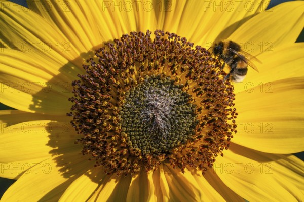 Close-up view of a sunflower (Helianthus annuus) with a bee in the centre of the flower, Copenhagen, Denmark, Europe