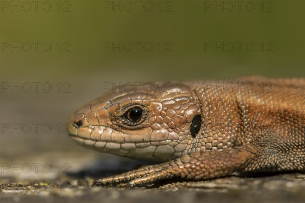 Common lizard (Zootoca vivipara) adult reptile basking on a wooden sleeper, England, United Kingdom, Europe