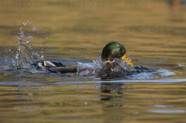Mallard or Wild duck (Anas platyrhynchos) adult male bird bathing in a lake, England, United Kingdom, Europe