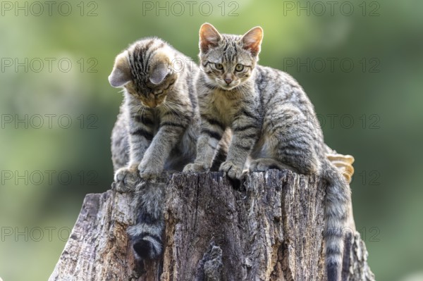 Two kittens on a tree stump, one looking curiously into the camera, wildcat (Felis silvestris), kitten, Germany, Europe