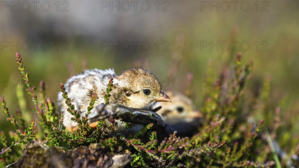 Chick of Red-legged Partridge, Alectoris rufa, North York Moors National Park, Yorkshire, England, United Kingdom, Europe