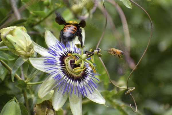 Passion-flower (Passiflora) with a Bumblebee and a Bee, seen in Buenos Aires, Argentina, South America