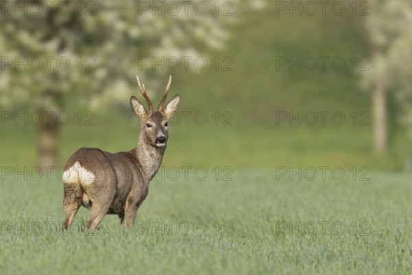 A deer stands in a field with grass and trees in the background