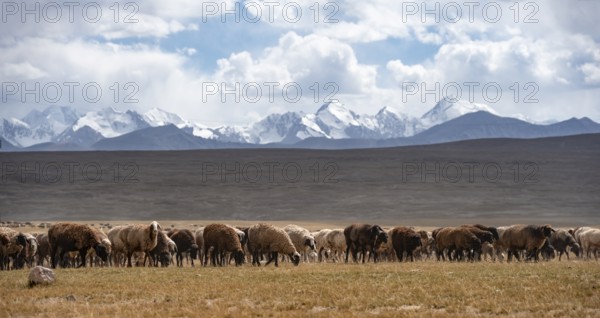 Flock of sheep on a plateau, Ak Shyrak Mountains, near Kumtor, Kara-Say, Tian Shan, Kyrgyzstan, Asia