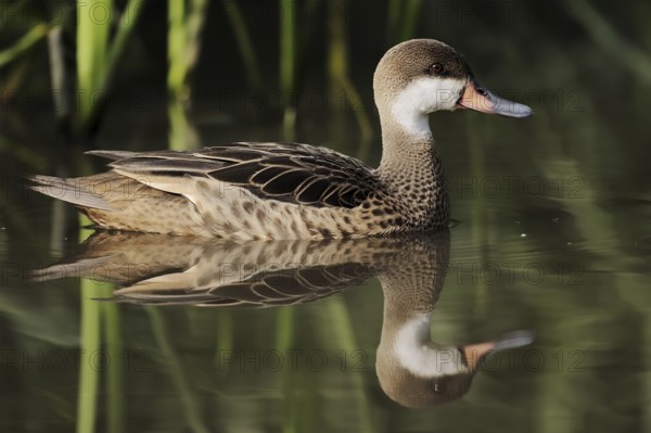 Bahama duck (Anas bahamensis, Paecilonetta bahamensis), captive, occurrence in South America