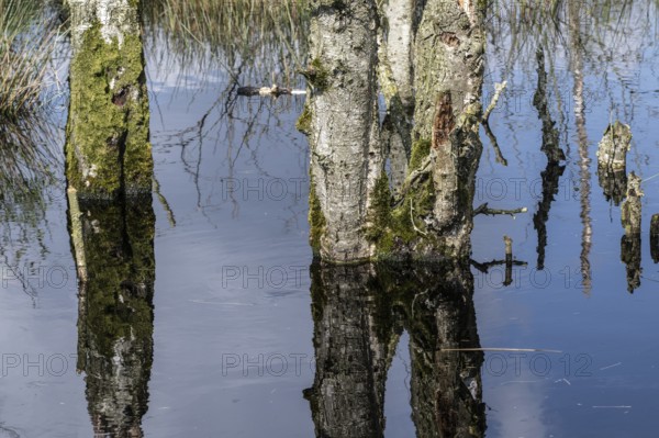 Moorland, rewetting, dead birch trees (Betula pendula), Emsland, Lower Saxony, Germany, Europe
