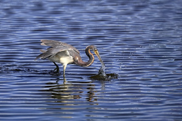 Tricoloured Heron (Egretta tricolor), adult, in the water, foraging, hunting, Merritt Island, Black Point Wildlife Drive, Florida, USA, North America