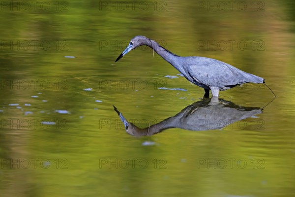 Great Blue Heron (Egretta caerulea), adult, in water, alert, foraging, Merritt Island, Black Point Wildlife Drive, Florida, USA, North America
