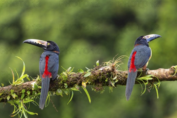 Collared Aracari (Pteroglossus torquatus), Toucans (Ramphastidae), Laguna del Lagarto Lodge, Alajuela, Costa Rica, Central America