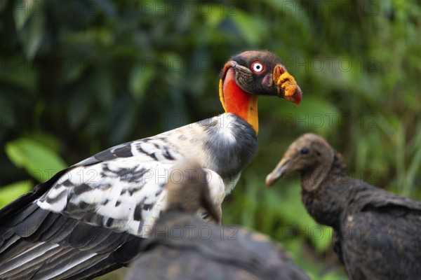 King vulture (Sarcoramphus papa), cock, vulture birds (Aegypiinae), Laguna del Lagarto Lodge, Alajuela, Costa Rica, Central America