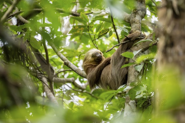Hoffmann's two-fingered sloth (Choloepus hoffmanni) sleeping on a branch, Cahuita National Park, Costa Rica, Central America