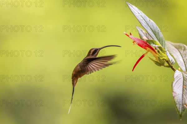 Long-billed Shadow Hummingbird (Phaethornis longirostris), Hummingbird (Trochilidae), Swiftbirds (Apodiformes), Laguna del Lagarto Lodge, Alajuela, Costa Rica, Central America