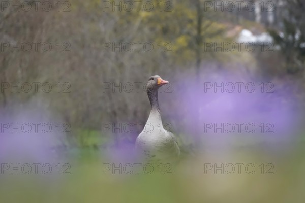 Wild Goose, March, Germany, Europe
