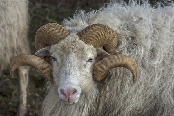 Portrait of a male moorland snook with horn (Ovis aries), Rehna, Mecklenburg-Western Pomerania, Germany, Europe