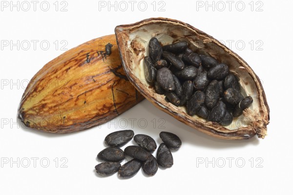 Cocoa tree (Theobroma cacao), halved cocoa fruit with cocoa beans
