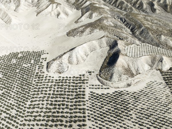Badlands and cultivated olive trees (Olea europaea) . Aerial view. Drone shot. Granada province, Andalusia, Spain, Europe