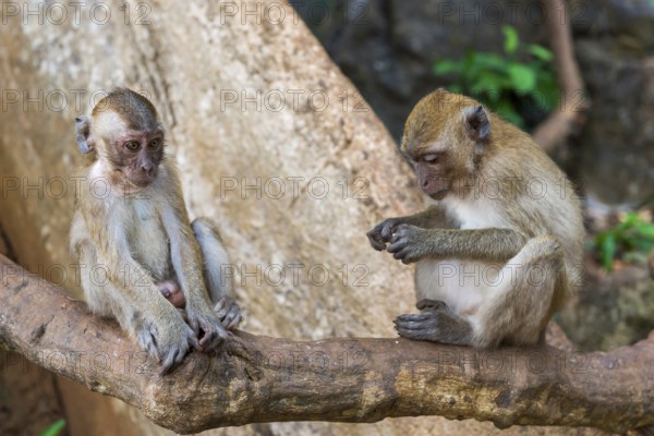 Monkey in Wat Sok Tham temple, macaque, mammal, gazing, gazing, wild, free-living, tropical, tropics, couple, family, asian, animal, wildlife, rhesus, Kao Sok National Park, Thailand, Asia