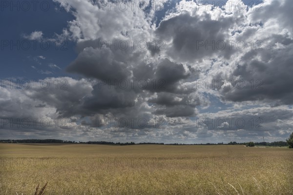 Ripe rape field (Brassica napus), cloudy sky Mecklenburg-Vorpommern, Germany, Europe