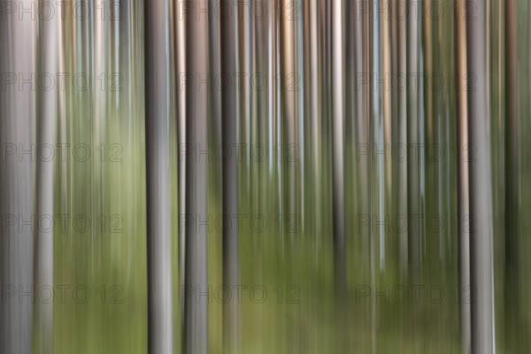 Pine forest, wipe-clean image, Finland, Europe