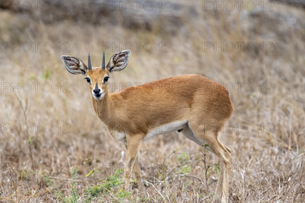 Steenbok (Raphicerus campestris), standing in dry grey, adult male, Kruger National Park, South Africa, Africa