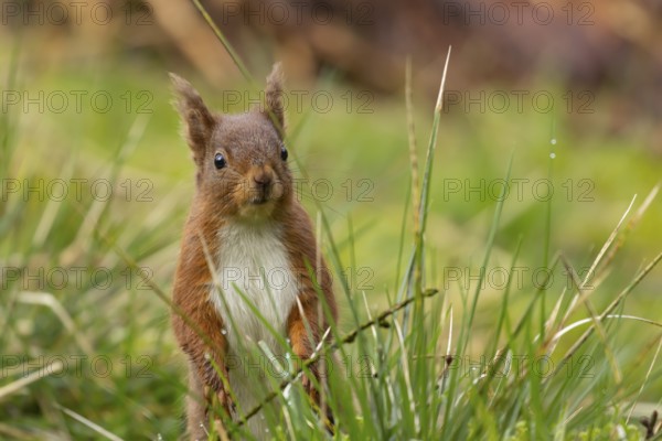 Red squirrel (Sciurus vulgaris) adult animal standing amongst grass, Yorkshire, England, United Kingdom, Europe