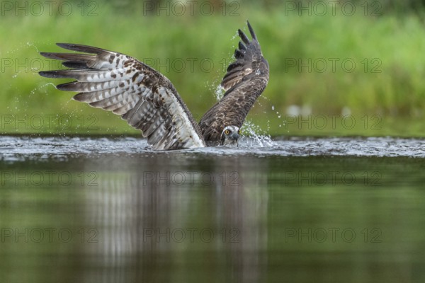 Western osprey (Pandion haliaetus) hunting, Aviemore, Scotland, Great Britain