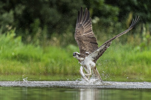 Western osprey (Pandion haliaetus) hunting with a trout, Aviemore, Scotland, Great Britain