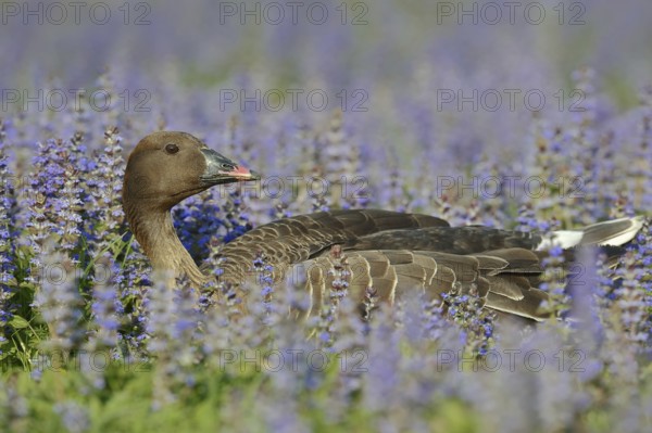 Pink-footed goose (Anser brachyrhynchus), captive, occurring in Greenland, Iceland and Svalbard