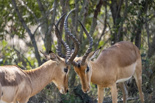 Impala (Aepyceros melampus), black heeler antelope, two males fighting, Kruger National Park, South Africa, Africa