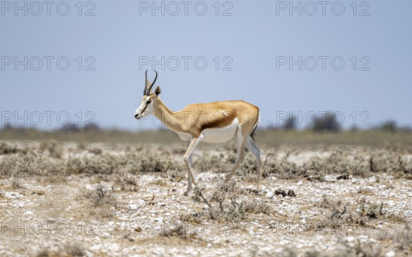 Springbok (Antidorcas marsupialis) in dry savannah, Etosha National Park, Namibia, Africa
