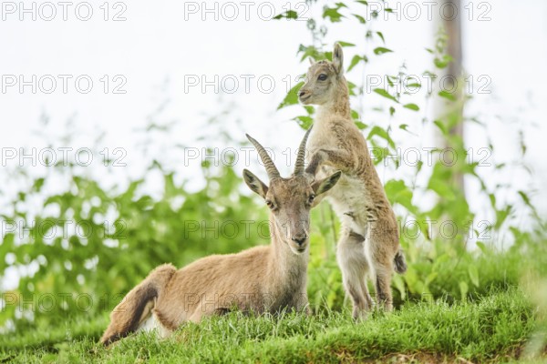 Alpine ibex (Capra ibex) youngster klimbing on their mother, playing, wildlife Park Aurach near Kitzbuehl, Austria, Europe