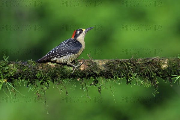 Male Black-cheeked Woodpecker (Melanerpes pucherani) on a branch, Costa Rica, Central America