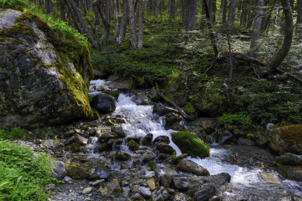 Ushuaia, Tierra del Fuego, Argentina, mountain stream on the hiking trail to the Martial glacier on Cerro Martial, Ushuaia's local mountain. Ushuaia is the southernmost city in the world, the end of the world, South America