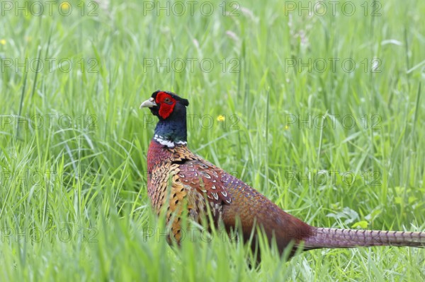 Pheasant, hunting pheasant (Phasianus colchicus), adult male bird in a meadow, wildlife, Lembruch, Ochsen Moor, Dümmer nature park Park, Lower Saxony, Germany, Europe