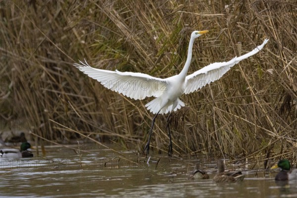 Great White Egret (Egretta alba) Germany