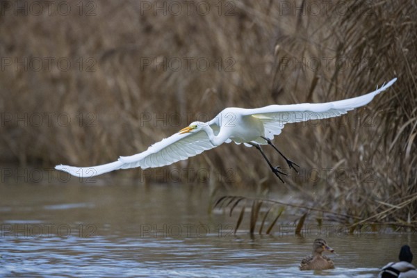 Great White Egret (Egretta alba) Germany