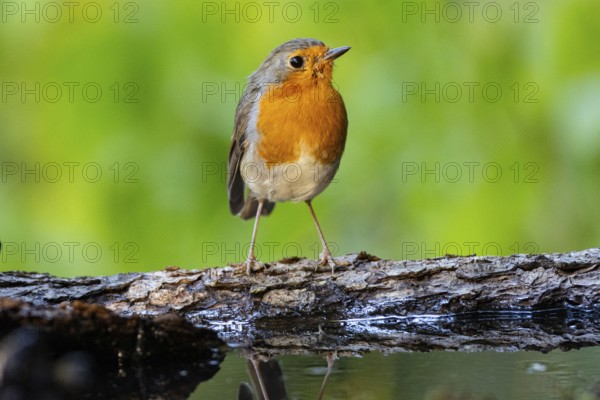 European robin (Erithacus rubecula) Germany