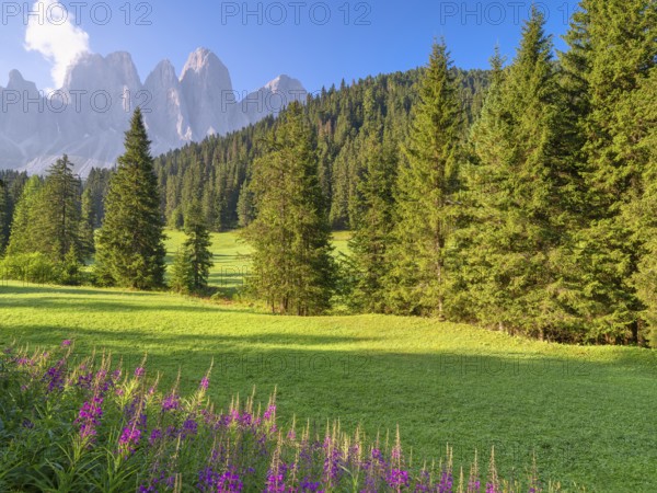 View of the Geisler peaks in the early morning, flowers in the foreground, Zanser Alm, Villnöß, Villnößtal, Dolomites, South Tyrol, Italy, Europe