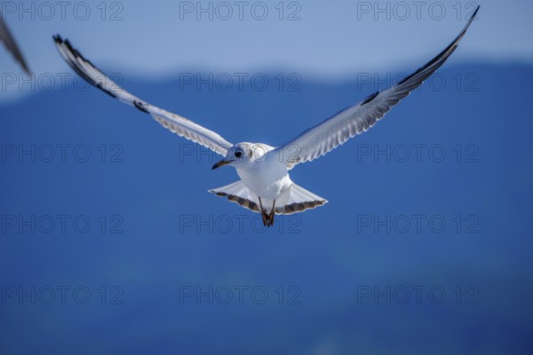 Limenas, Thassos, Greece - Seagulls accompany the Thassos Sea Lines ferry to Limenas. The capital of the island of Thassos is a popular excursion destination for holidaymakers. Thassos belongs to Eastern Macedonia and Thrace, also known as Eastern Macedonia and Thrace